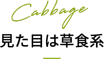 Cabbage 見た目は草食系